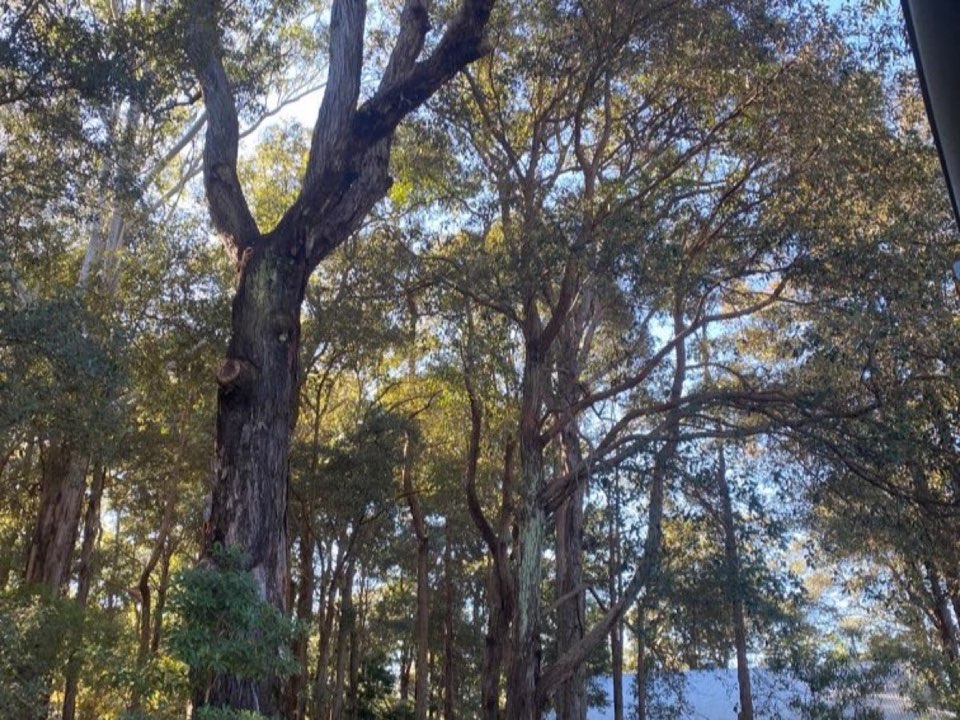 Mature trees in a Caerphilly parkland setting due for routine re-inspection