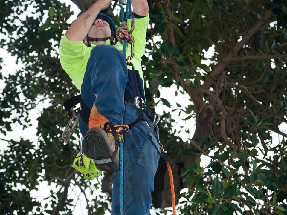 Qualified arborist working in a mature tree during an Enviro Trees UK survey in Caerphilly